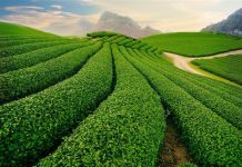 Du lịch Sơn La – Khám phá núi non tráng lệ