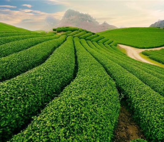 Du lịch Sơn La – Khám phá núi non tráng lệ