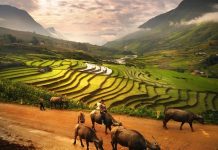 Du lịch Mù Cang Chải mùa lúa chín