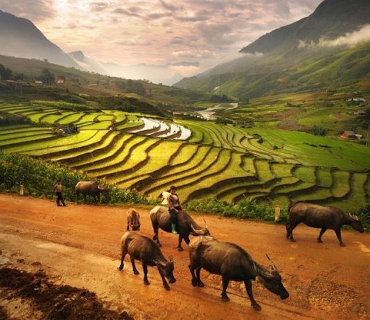 Du lịch Mù Cang Chải mùa lúa chín