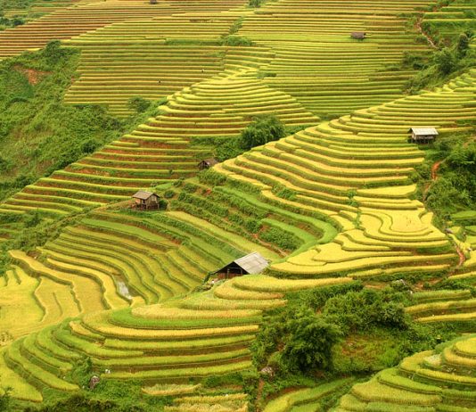 Hoàng Su Phì rực vàng mùa lúa chín