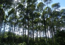 Khám phá hệ sinh thái vườn quốc gia Cúc Phương