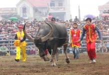 Lễ hội trọi trâu Phù Ninh – Phú Thọ