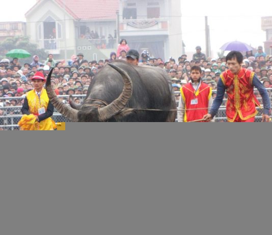 Lễ hội trọi trâu Phù Ninh – Phú Thọ