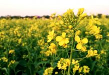 Rực rỡ vườn hoa cải vàng xa tít tầm mắt ở Thái Bình