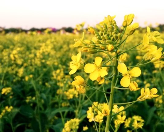 Rực rỡ vườn hoa cải vàng xa tít tầm mắt ở Thái Bình