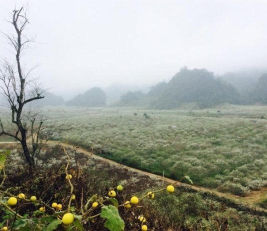 Hoa mận Mộc Châu trong nắng sáng Kinh nghiệm đi chơi mùa mưa bão