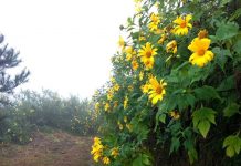 Hoa dã quỳ trên vườn quốc gia Ba Vì