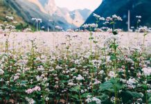 Tam giác mạch nhuộm hồng đất Thái Nguyên