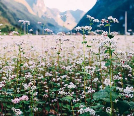 Tam giác mạch nhuộm hồng đất Thái Nguyên