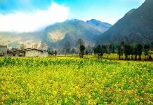 Màu vàng thu rực rỡ ở Việt Nam