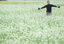 Ở đâu có những cánh đồng hoa cải tuyệt đẹp ?