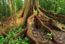 10 cách xác định phương hướng khi lạc trong rừng.