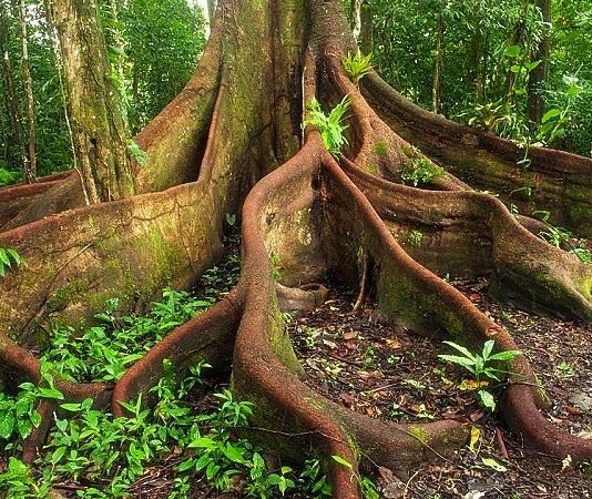 10 cách xác định phương hướng khi lạc trong rừng.