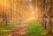 Những khu rừng tuyệt đẹp đậm sắc thu