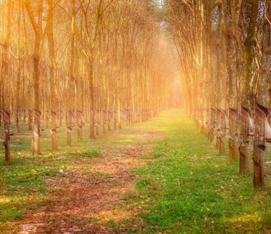 Những khu rừng tuyệt đẹp đậm sắc thu