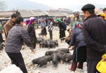 Đặc sản Sapa – Nhớ thưởng thức khi có cơ hội lên chơi nhé !